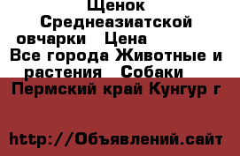 Щенок Среднеазиатской овчарки › Цена ­ 35 000 - Все города Животные и растения » Собаки   . Пермский край,Кунгур г.